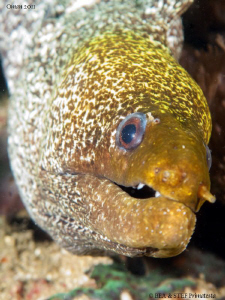Moray eel portrait IV (Gymnothorax undulatus). by Bea & Stef Primatesta 